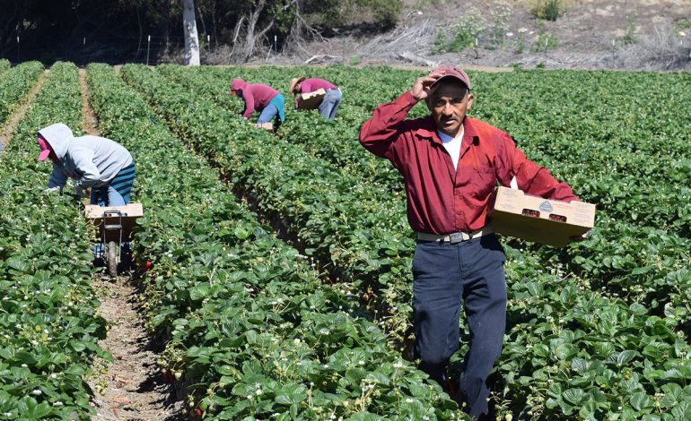 Kast y Kaiser rechazan propuesta de la SNA para regularizar migrantes en el sector agrícola