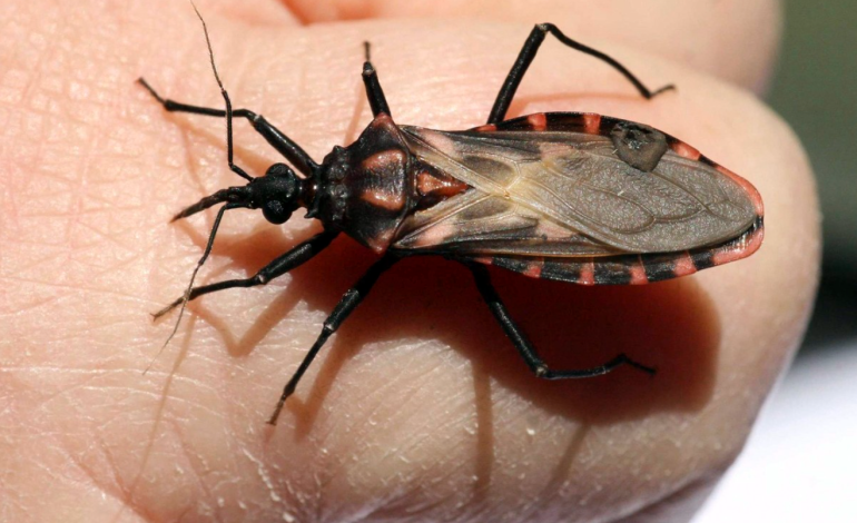 Crean portal web sobre el mal de Chagas para prevenir  en Coquimbo