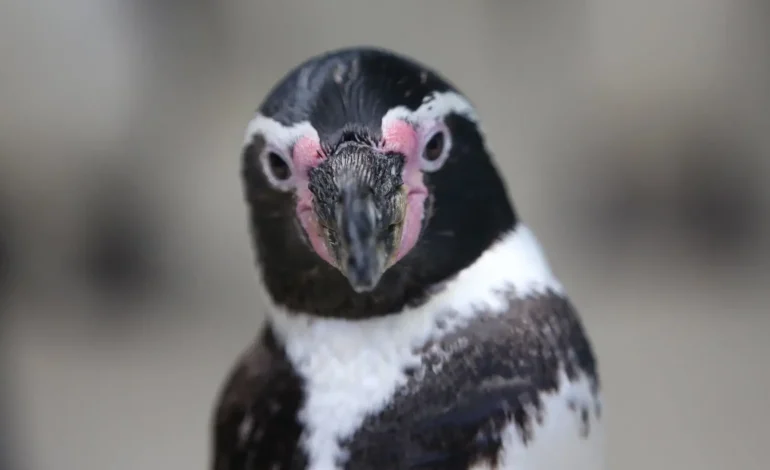 Pingüino de Humboldt en peligro de extinción: Chile alberga el 80 % de su población mundial