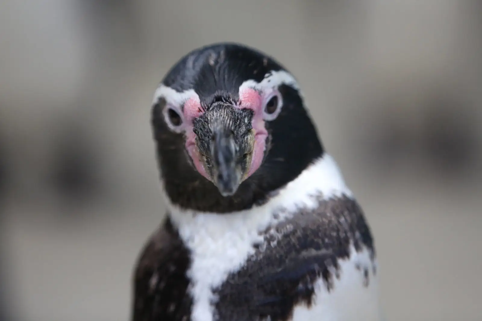 Pingüino de Humboldt en peligro de extinción: Chile alberga el 80 % de su población mundial
