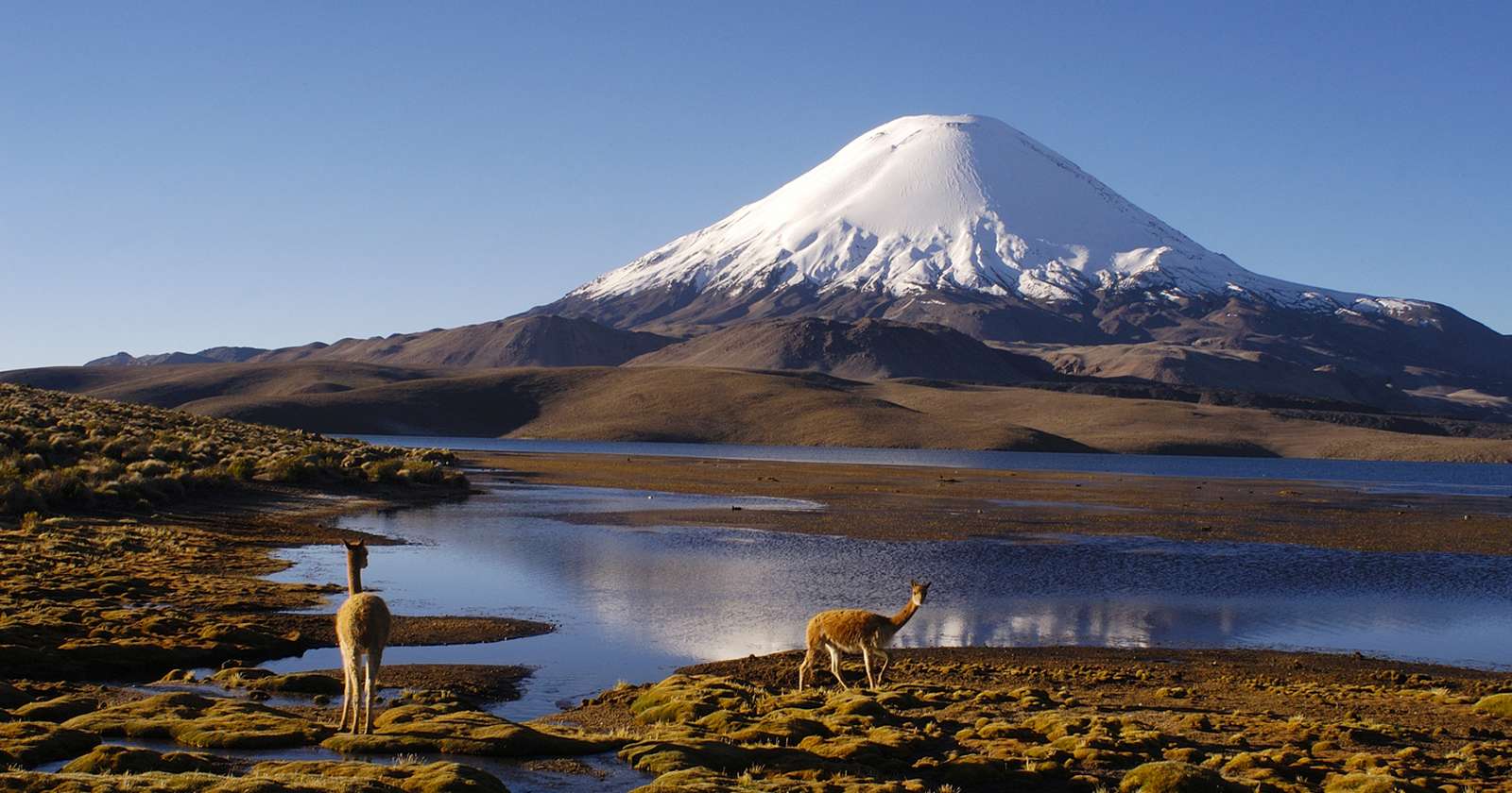 CONAF cierra indefinidamente el sector Chungará del Parque Nacional Lauca tras derrame de aceite de soya