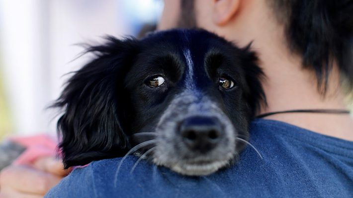 Municipalidad de Independencia presenta querella por maltrato animal tras agresión a mascota