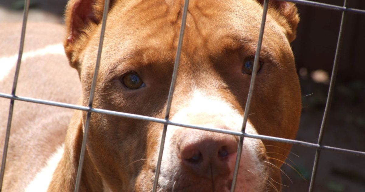 Formalizan a dueña de tres perros tras ataque que dejó con lesiones graves a vecina en Tomé