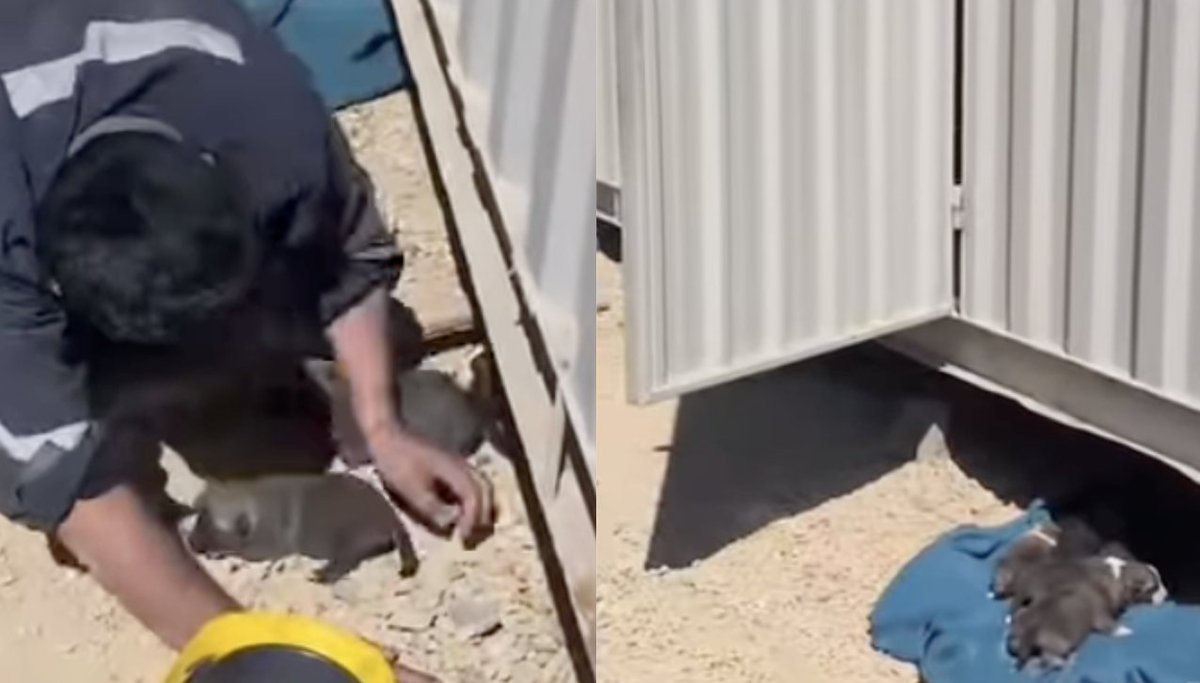Detienen a trabajador minero por ahogar a cachorros recién nacidos en Tierra Amarilla