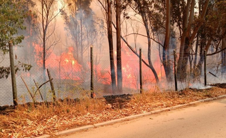 Decretan alerta roja en Laja por incendio forestal que amenaza sectores poblados