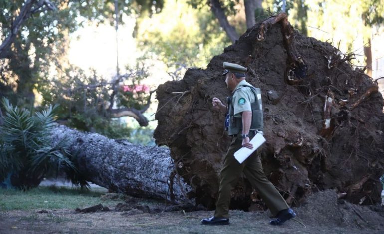 Caída de árbol en Parque Italia de Valparaíso deja un fallecido y un herido
