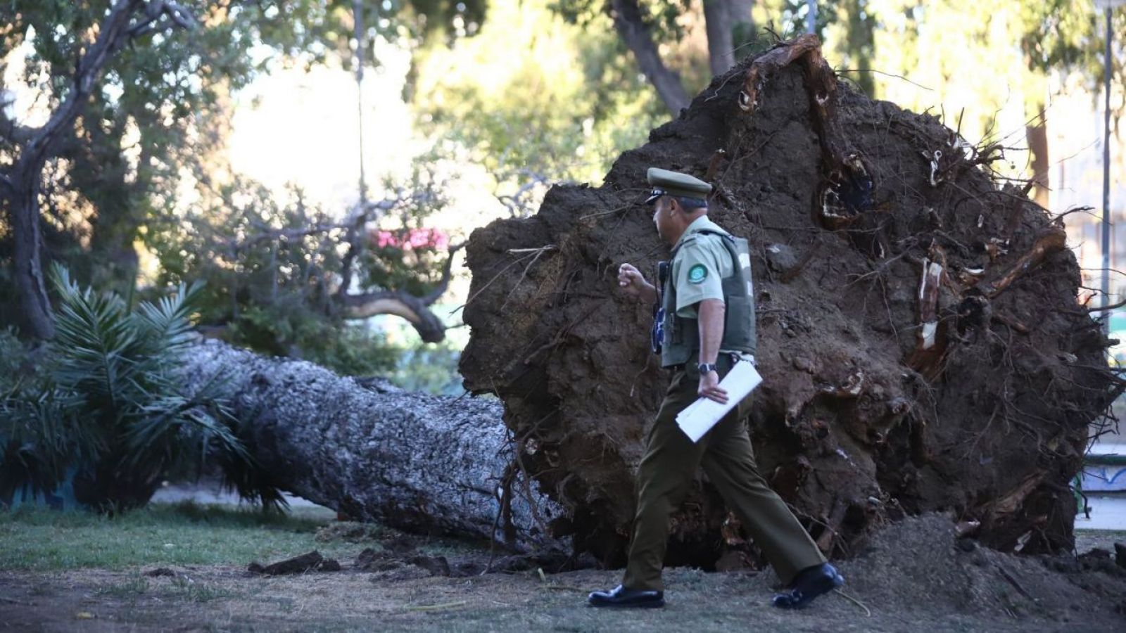 Caída de árbol en Parque Italia de Valparaíso deja un fallecido y un herido