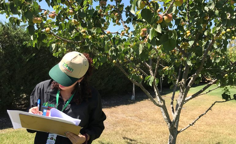 Odepa y Ciren publican resultados del Catastro Frutícola en las regiones Metropolitana y de Valparaíso