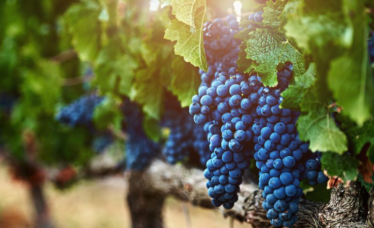 Vendimias Chile 2026: estas son las primeras fiestas confirmadas para febrero