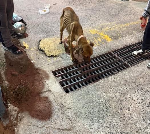 Manuel Trejo se defiende tras denuncia por maltrato animal: “No imaginé que fuera tan grave”