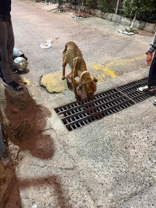 Manuel Trejo se defiende tras denuncia por maltrato animal: “No imaginé que fuera tan grave”