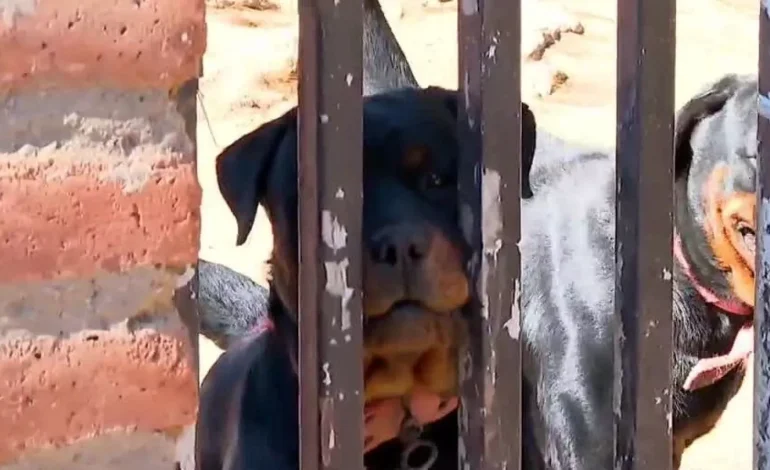 En estado grave se encuentra un adulto mayor de 82 años fue atacado por jauría de perros en Valparaíso