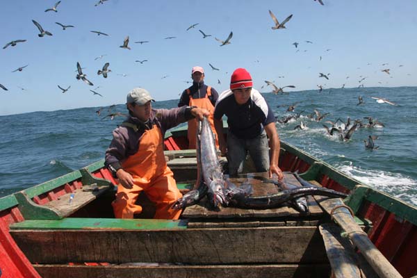 Aguas más cálidas y menos alimento: advierten efectos de El Niño sobre la pesca chilena